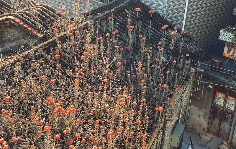  【慎养】这花要慎养，每年砍掉3麻袋，照样蹭蹭长！