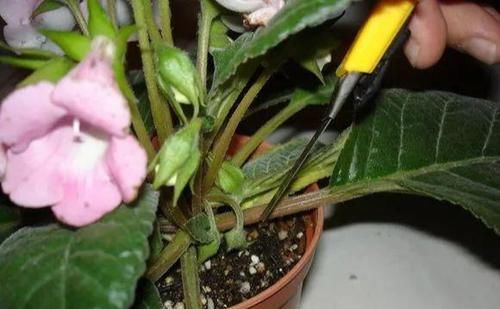  一大：6种花好看不用买，蹭掉的叶子插土里，3个月长出一大盆！