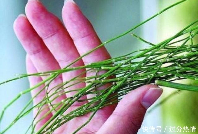  【草药】农村常见的野草，人称“节节草”是珍贵的草药，可治疗