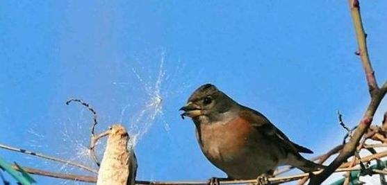 如果在农村遇见“麻雀棺材”这种植物记得一定要摘回家，有惊喜！