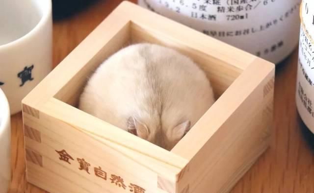  [讨人喜欢]这只呆萌的仓鼠爆火！又圆又胖，讨人喜欢到发生爆炸