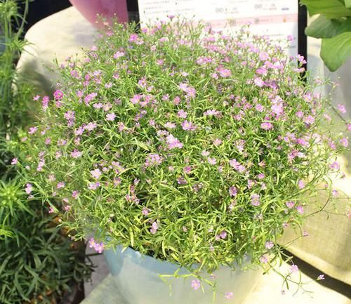  『阳光』满天星能不能室内养护，室内养护满天星要注意什么？
