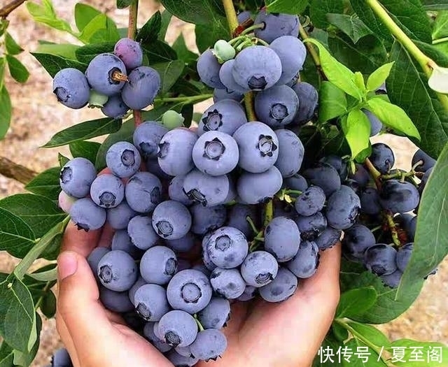 无花果|还在阳台种绿植现在流行养此些水果盆栽,好看又好吃