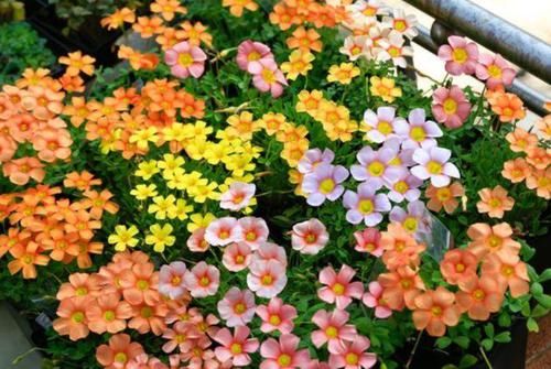  「适合」这种花很漂亮，好养易活能爆盆，养护简单又漂亮，最适合新手养了