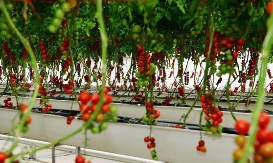  #好看#想要无土栽培该怎么办？5方面处理到位，啥花都能好看又好养