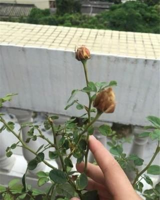 【小虫】养月季,花苞残了,就是大名鼎鼎的“蓟马”横行,当心月季毁容