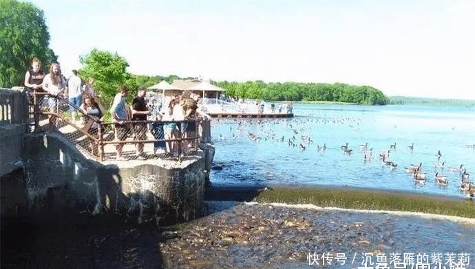 美国泛滥的鲤鱼每年引来50万游客观看,网友:美国人无聊透顶