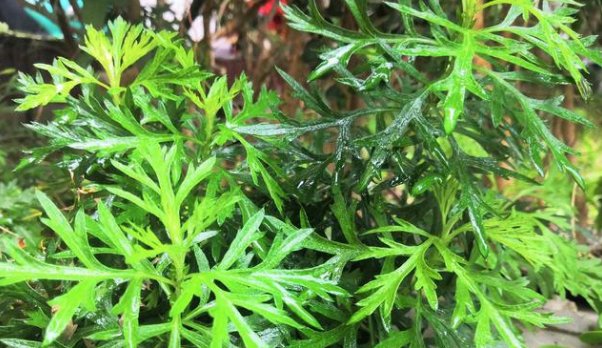  #杂草#农村有隐形杂草，市场7元1斤，有驱蚊效果