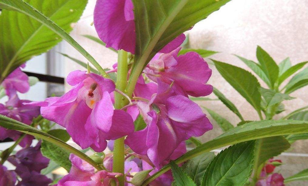 【凤仙花】这种花一养就爆盆,沾土就活,浇水就疯长,人见人爱!