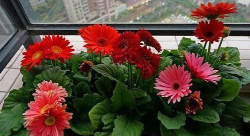  『非洲菊』还养绿萝吊兰？此花比它俩好养，花色美丽多彩，开花易爆盆，美啊