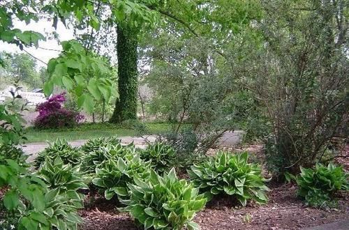  「适合」在阴凉处适合养哪些植物，养花盆里和养树荫下有啥区别？