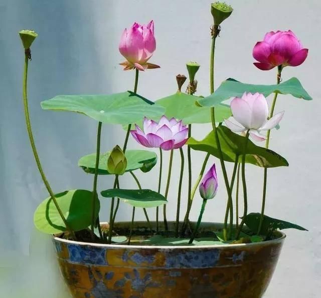  #阳光充足的环境#100种常见开花植物的养护要点与花期，快来看看有没有你喜欢的