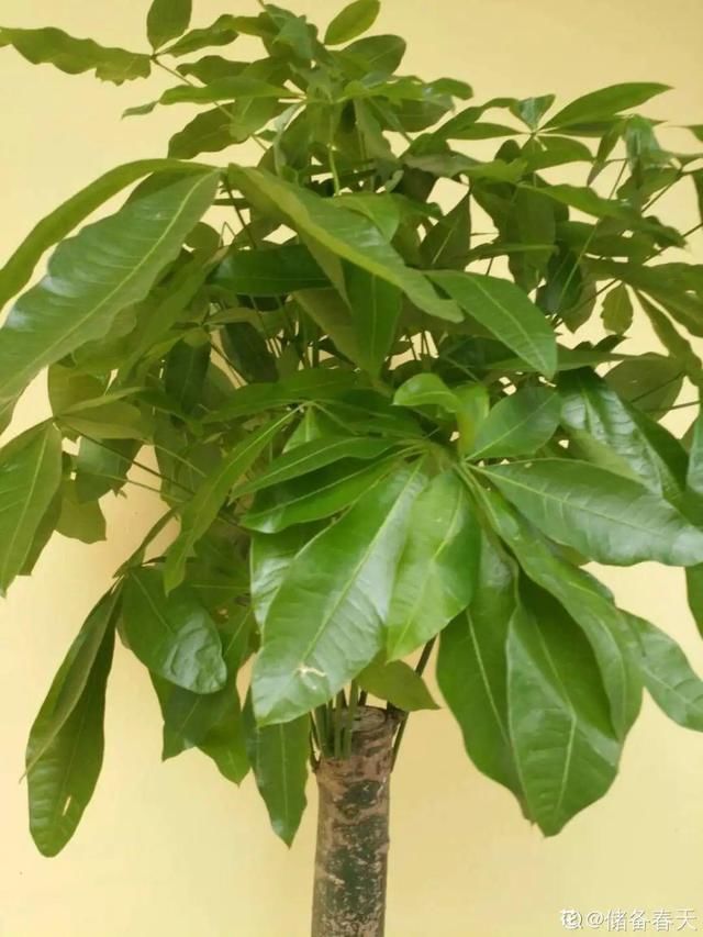  放在光照好的地方多■20种花，春天最爱疯长，爬满墙、爆开花，疯狂刹不住闸！
