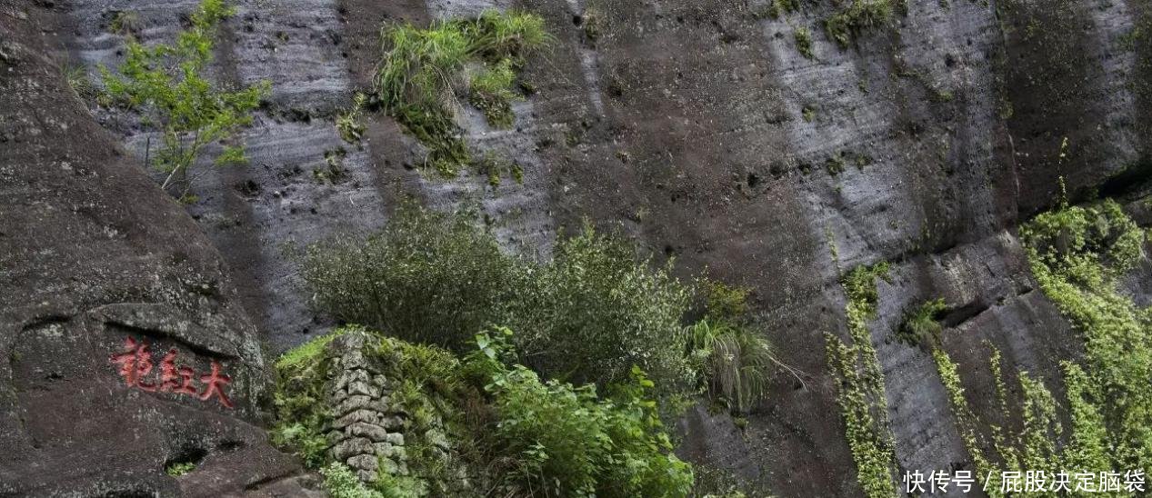 中国最珍稀的植物，曾一根分枝都能卖20多万，现在有钱也买不到！