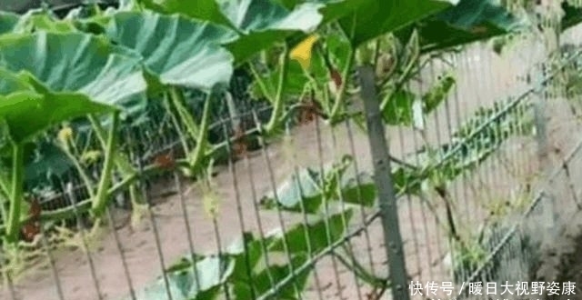 【强迫症】有个“强迫症”外婆, 种菜都很“奇葩”网友 已确诊, 强迫症晚期