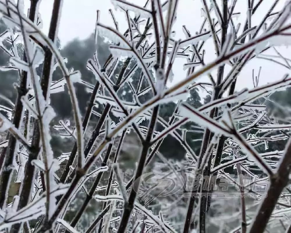 很冷，但也很美！今天重庆多地迎来降雪，你那里下雪了么