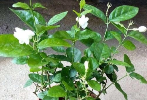 植物@夏天到了,家里多养4种花,不仅净化空气,还能把蚊子驱除干净