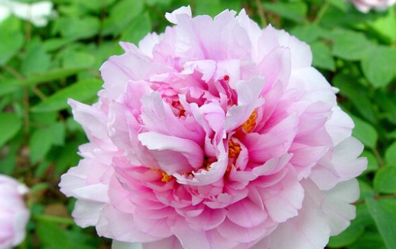  #喜欢#喜欢养护漂亮花卉，就选择开花量繁多，长势茂盛，观赏价值高的花