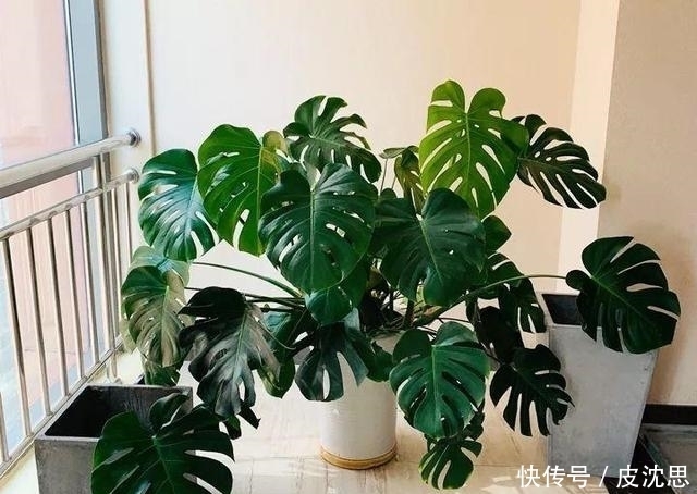  『甲醛』5种绿植“除菌”去甲醛，好养又健康，家里养十盆也不嫌多