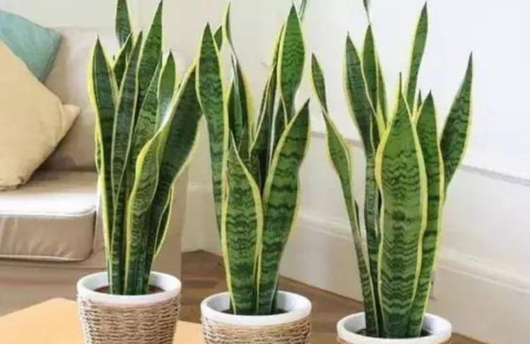  『漂亮』3种花养卧室，促进睡眠质量，植株漂亮上档次，一觉睡到自然醒！