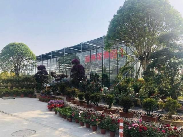 『铁皮石斛』昔日违建变身花博园,各色花卉价格好亲民,还有智慧花盆帮你养花