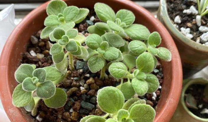  #最合适#这4种植物, 养在卫生间最合适, 家中无“异味”, 再也不用皱眉!