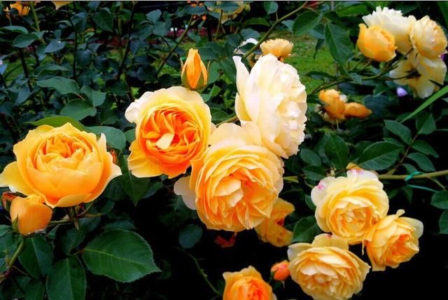  「开成」养3种花一定赚了，夏天开成“花瀑布”，年年都是这个样儿