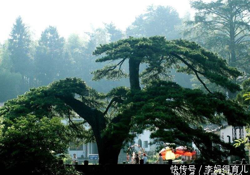 中国千年古树有多少棵?你游历过几颗呢?五大古树名木为你推荐
