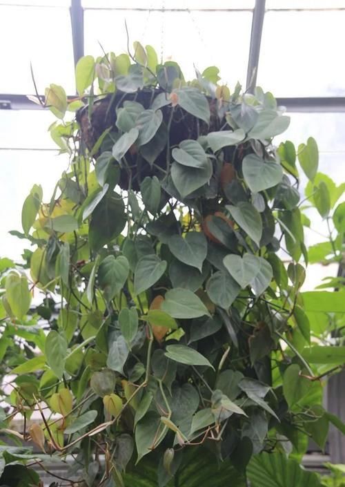  『心叶蔓绿绒』窗台上的吊盆植物，你是选观叶植物，还是开花植物？