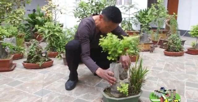  「蔡红超」高手在民间，北水屯的这个大哥把“植物园”搬到了自己家