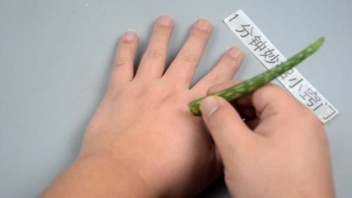  「涂抹一些芦荟汁液」芦荟的4大妙用，别再白白浪费了，学到就是赚到