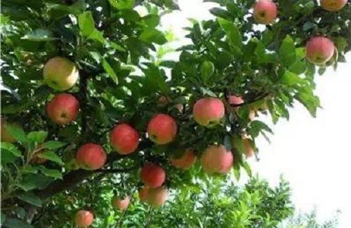 适合农村的创业点子，就看你敢不敢做