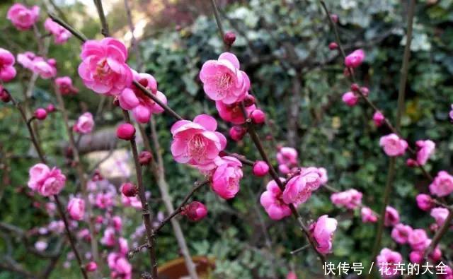 #养花#养花,是一种优雅的修行!