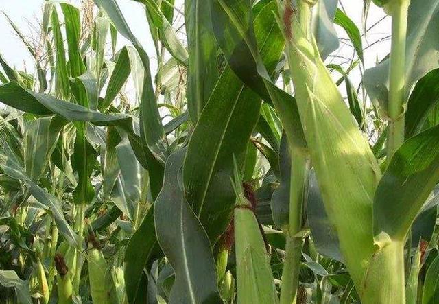  「玉米」玉米10-15天后即将收获，有不少农户还在浇水，这是为什