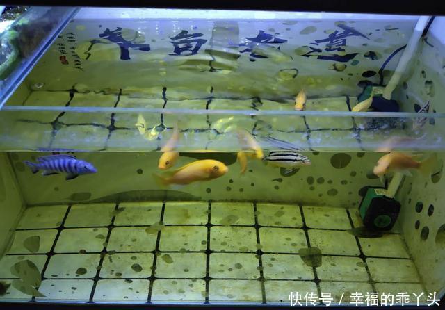  「鱼缸」八十厘米的鱼缸可以养什么热带鱼，金鱼、锦鲤可不可以？