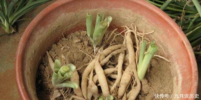 『盆土』别浇水了,花都是被你浇死的!老园丁教你几招,家里花草轻松爆盆