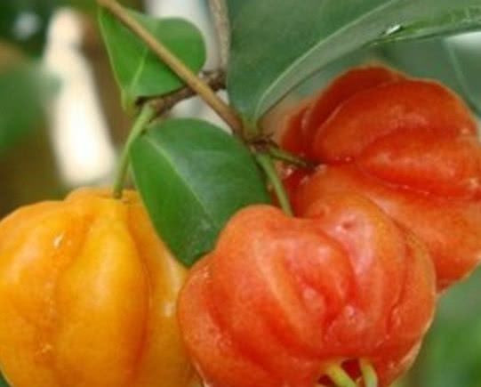 世界上最“奇特”的5种水果，有的都没有见过，全吃过绝对是土豪