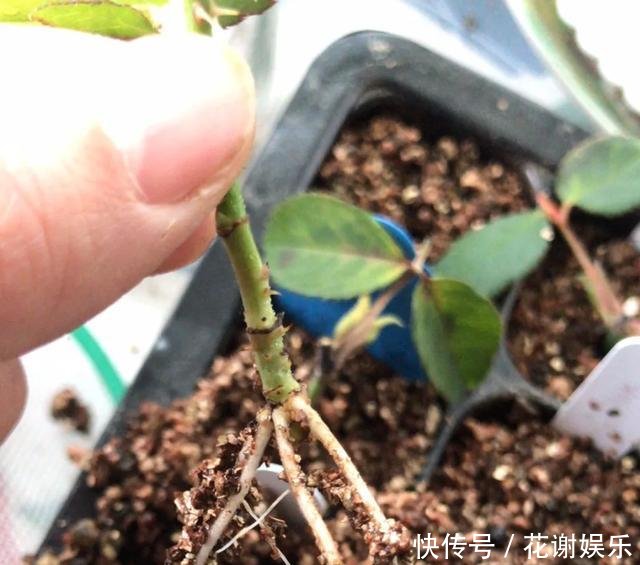  「扦插」春天扦插最好活，生根水不用买，自制4种生根水，比买的还好使！