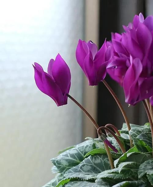  「挤满」花期超长的小兔子花，皮实好养，花朵挤满盆，开花一茬接一茬。