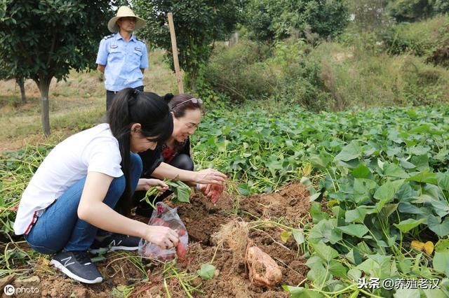农村养猪：红薯变废为宝，喂猪有妙招！