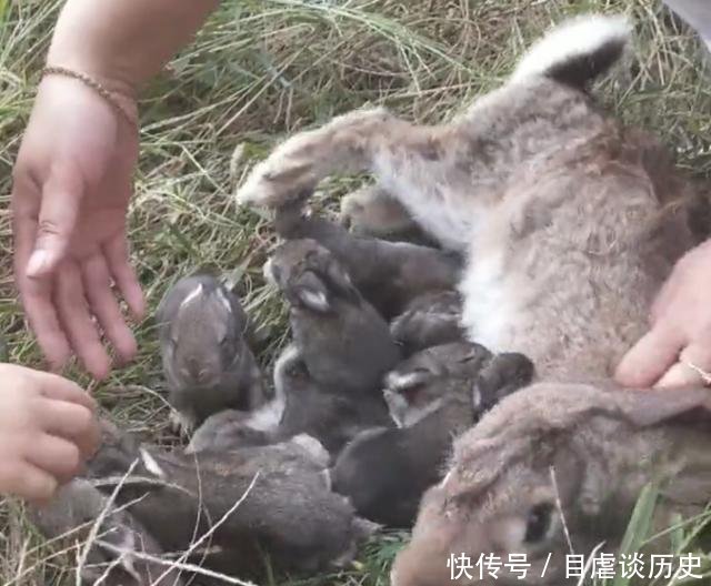 农民养殖野生的“它”游客可上山亲自抓捕，一只卖200元