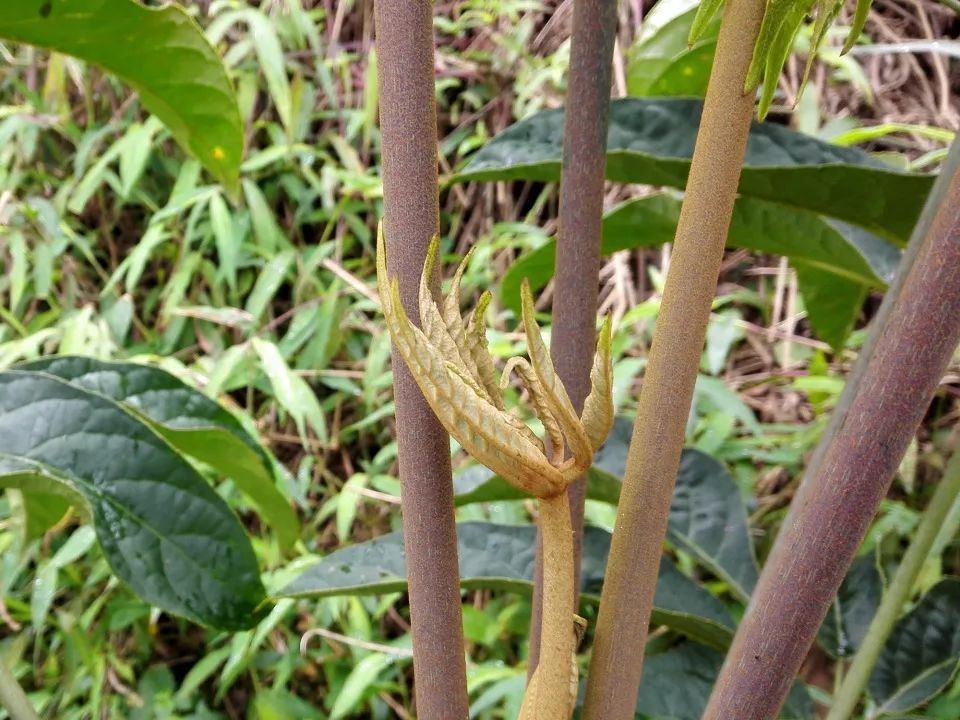 这树浑身是刺，过去农民砍来当柴烧，如今20元一盆成除甲醛能手