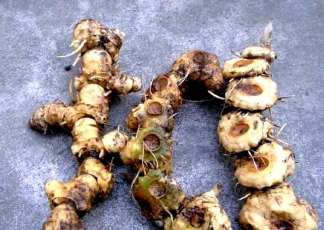  黄精：农村有“一宝”，曾是农民的“救命粮”，如今农民用来煲