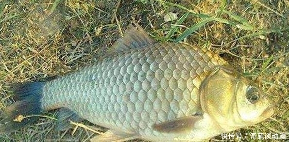  【气压天气时】钓深还是钓浅？这是一个问题...