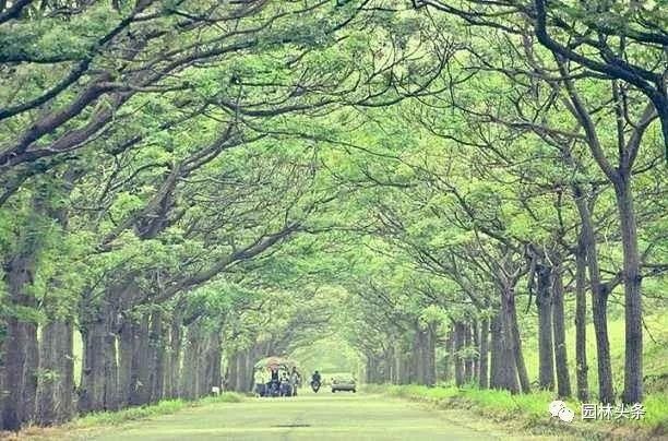 苦楝：这个乡土树种不一般，被誉为“可解决全球难题之树”