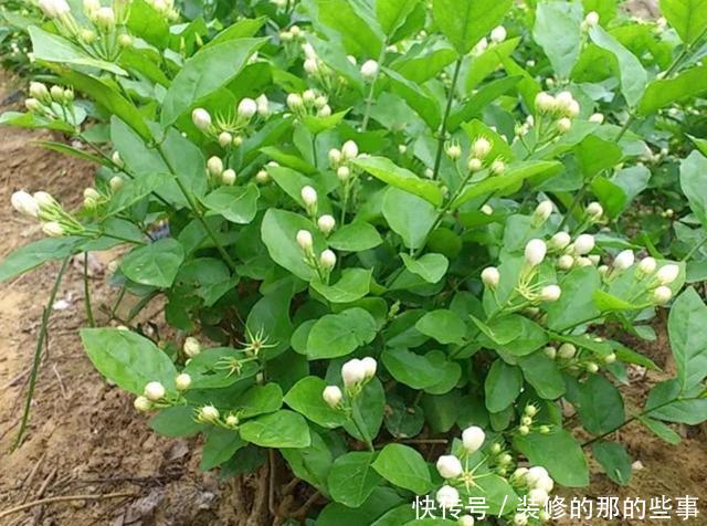 『盆土』茉莉花的嫩芽总是长出来就干枯?盆土板结导致闷根,打透气孔发根