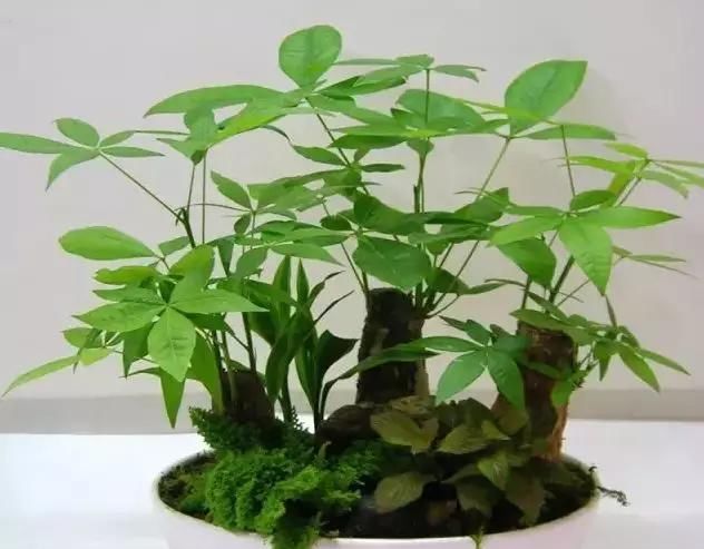  「们家里」三种受欢迎的植物，你家肯定有，叶子发黄是通病，教你这么去治