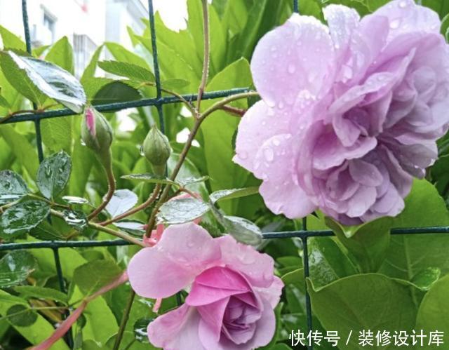 「浇到」什么生根剂、营养水,也不如1种“蚯蚓粪水”,浇到花盆里很好!
