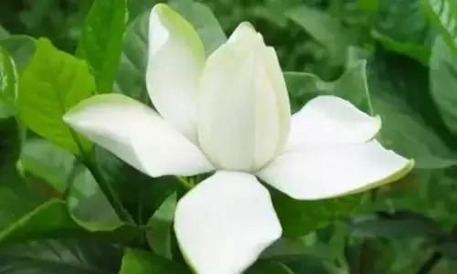  『州市』全国56市市花，你认识多少?