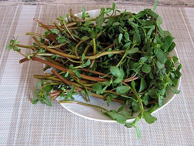 『老桩』一根野草枝养成一盆老桩,马齿苋就有这个能力,摘顶修芽是关键